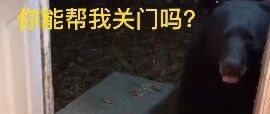 大黑熊半夜“敲”她门，她先打招呼后命令它关门，它竟听懂了！