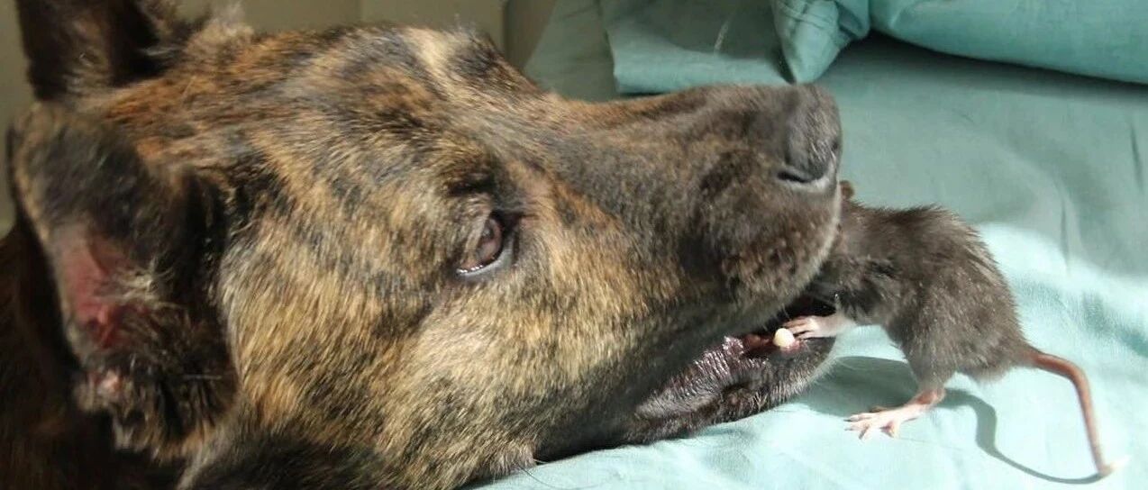 不是吧！还真有不怕死的，老鼠每天爬进狗嘴里，竟然是为了做这件事？