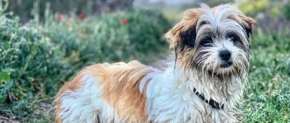 乡间公路飙出一只狗狗疯狂追小车尾巴，网友不忍心：“我带你回家吧。”