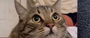 “黑社会”猫咪隔三差五就向网友讨要“保护费”，网友：“来吧，我家很多。”