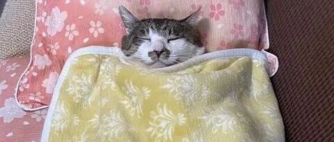 有一种冷是铲屎的觉得你冷，猫：“我只是在冬眠~”