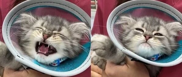 第一次打针好痛痛！小猫奶音哭叫加瘪嘴泛泪，委屈脸萌晕全网：呜…就是好怕怕嘛~