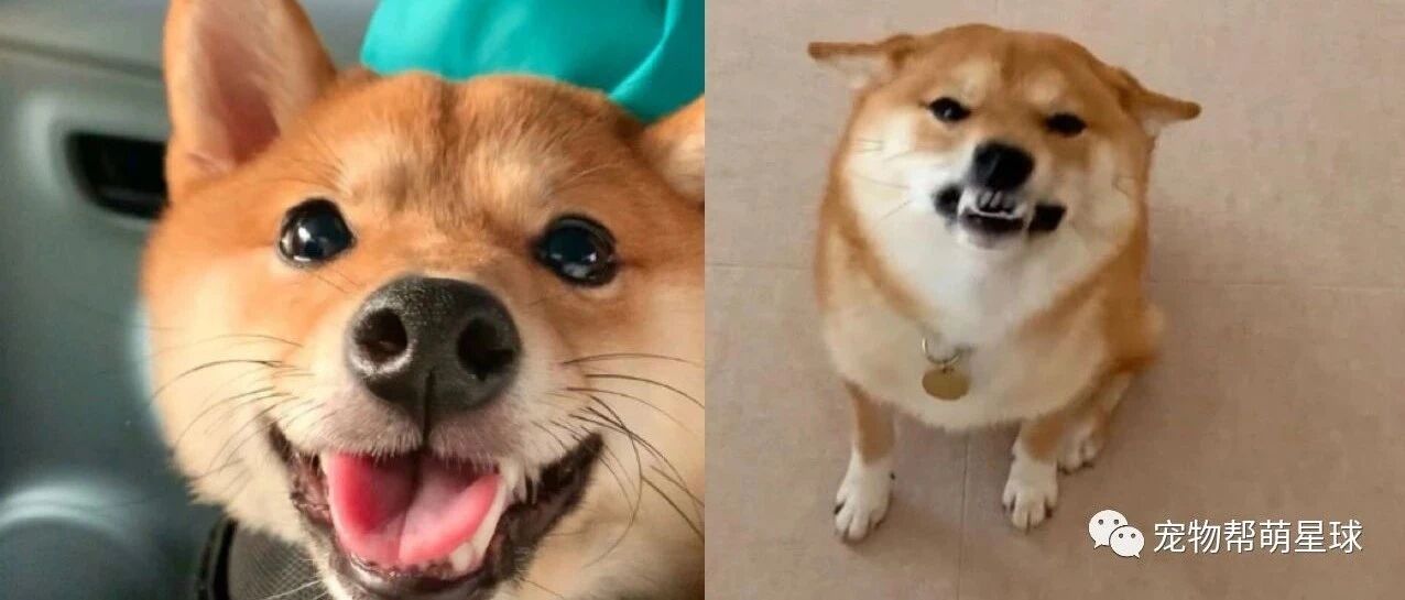 萌柴原本坐双腿撒娇，爸突然拿出“刑具”，它竟然瞬间变恶犬！