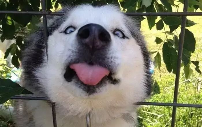 有人觉得哈士奇很凶吗？看完这些蠢照片，顾虑都没了....