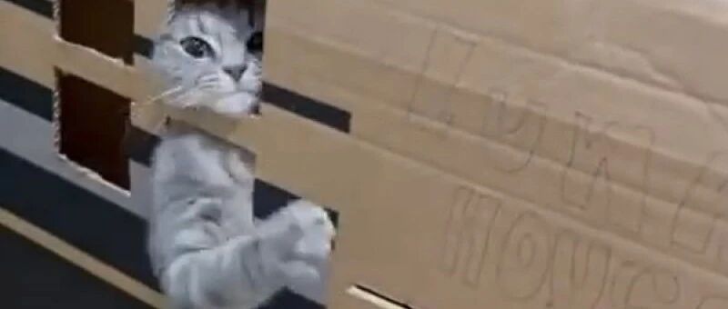 主人日常敲门与猫咪打招呼，主子无奈挥手赶人：我想静静！