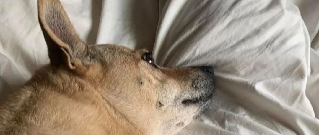 狗狗熟睡遇地震惊吓醒，下意识的动作笑死网友，狗：吓屎我了！