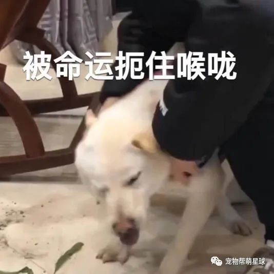 狗狗撞翻心愛盆栽，吳磊撕心裂肺氣到崩潰，汪：給你的驚喜！喜歡嗎？ 寵物 第9張