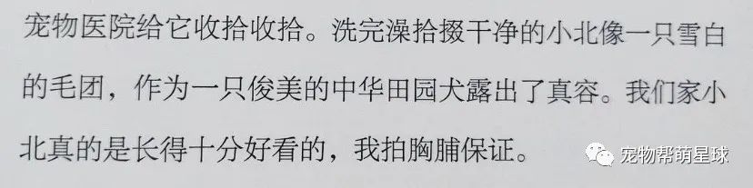 狗狗撞翻心愛盆栽，吳磊撕心裂肺氣到崩潰，汪：給你的驚喜！喜歡嗎？ 寵物 第13張