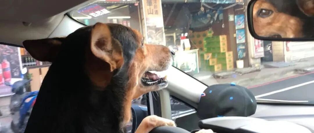 狗狗晋级当司机准备出发，网友看不过去一手抱走：还是坐我怀里吧。