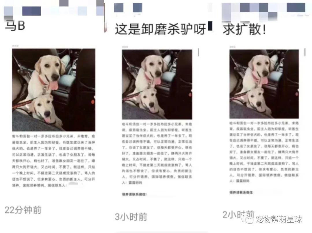 我的憂鬱症好了，所以我開心的把伴侶犬扔了… 寵物 第2張