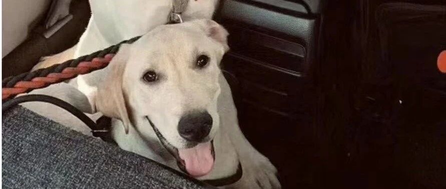 我的抑郁症好了，所以我开心的把伴侣犬扔了…