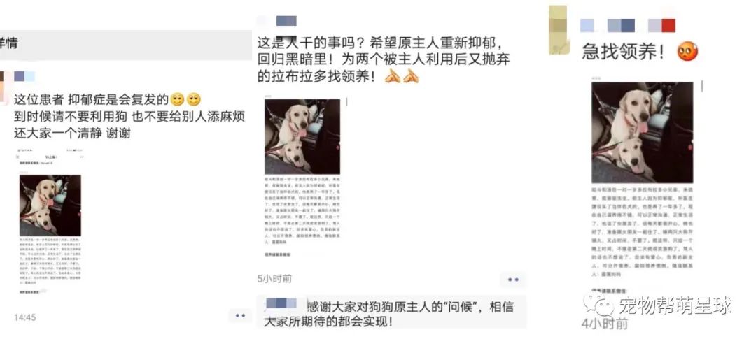 我的憂鬱症好了，所以我開心的把伴侶犬扔了… 寵物 第3張