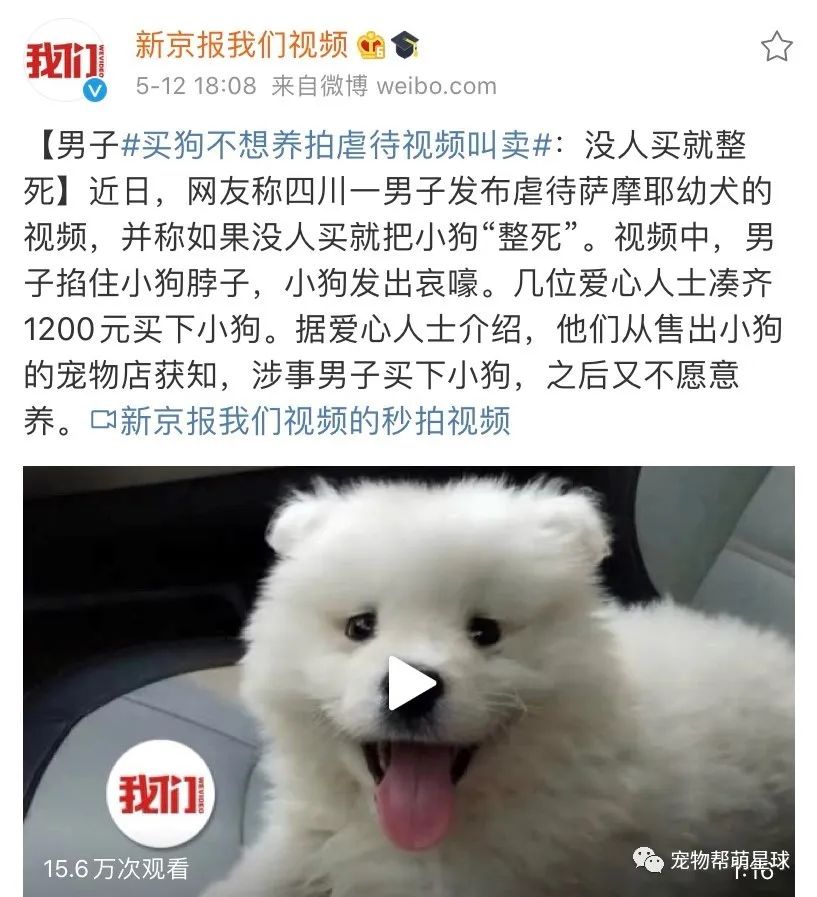 我的憂鬱症好了，所以我開心的把伴侶犬扔了… 寵物 第16張