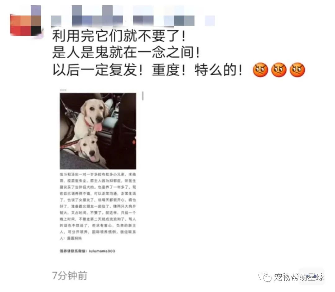 我的憂鬱症好了，所以我開心的把伴侶犬扔了… 寵物 第4張