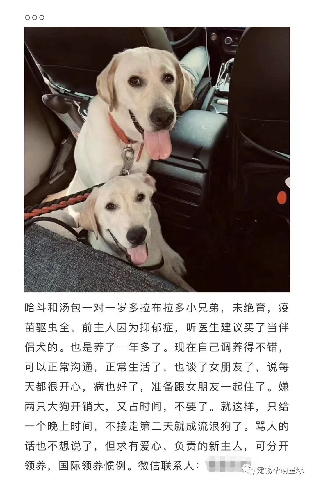 我的憂鬱症好了，所以我開心的把伴侶犬扔了… 寵物 第1張