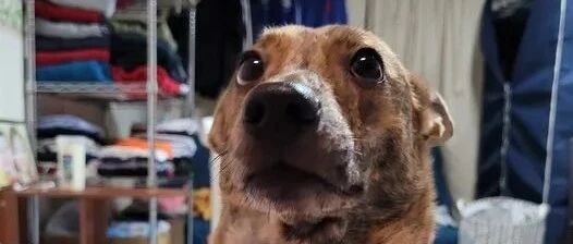 狗狗最钟爱的男主人拿起它害怕的东西，这次它勇敢面对：我..我不怕的