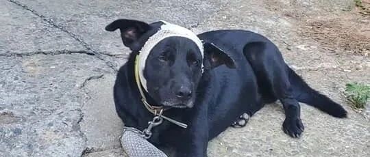 狗狗为抢媳妇发生打斗最后惨败回家，网友们竟大笑：“还好脸没事！”