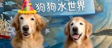 牵狗串门被热情欢迎，没带狗却被问“你谁？”主人感叹竟要靠狗刷脸...