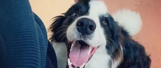 边牧在零食前被问乖不乖，自信且大力的拍大腿！额..是拍人类的大腿...