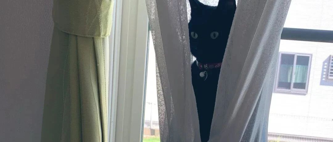 猫咪们一本正经的挂坐在窗帘里，吓主人一跳：“你们在干嘛！”