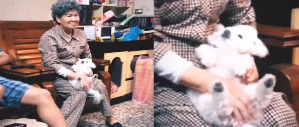 狗躺在腿上享受“迷之抓抓”！表情爽到飞起，网友笑惨：一看奶奶就是老江湖了！