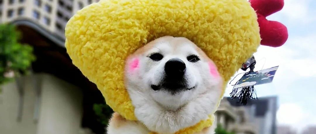 遛狗遇路人挥手说嗨，她礼貌回应…结果下秒路人一句话让她瞬间尴尬到爆炸!