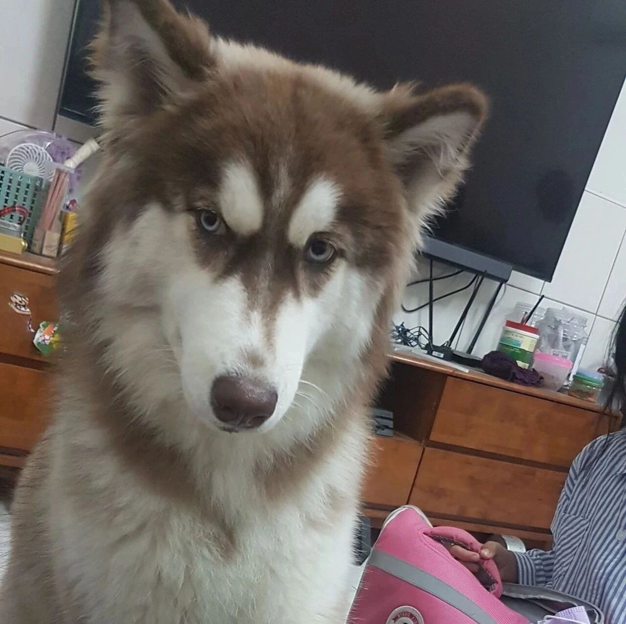 哥哥做功课偷懒，妈生气准备实施“棍刑”！结果二哈竟一掌制止，瞬间掌控局面！