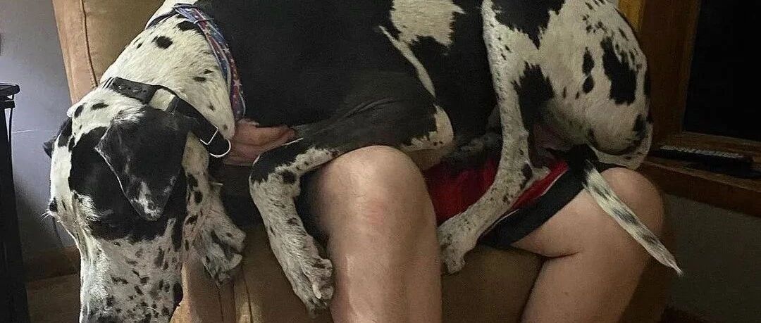 156斤大丹犬每次欢迎主人回家，场面都像要送主人见上帝...