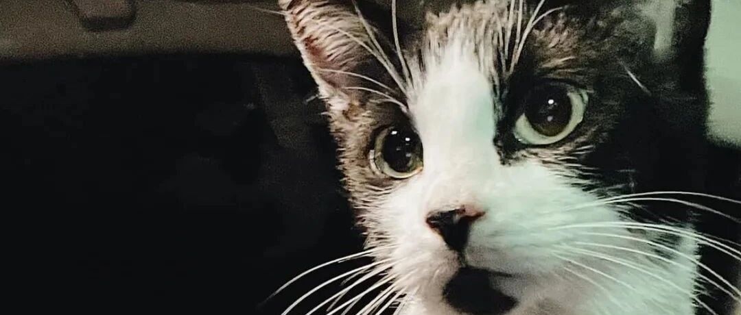 车上惊现不速之客网友当场吓怕：大晚上的真吓人！