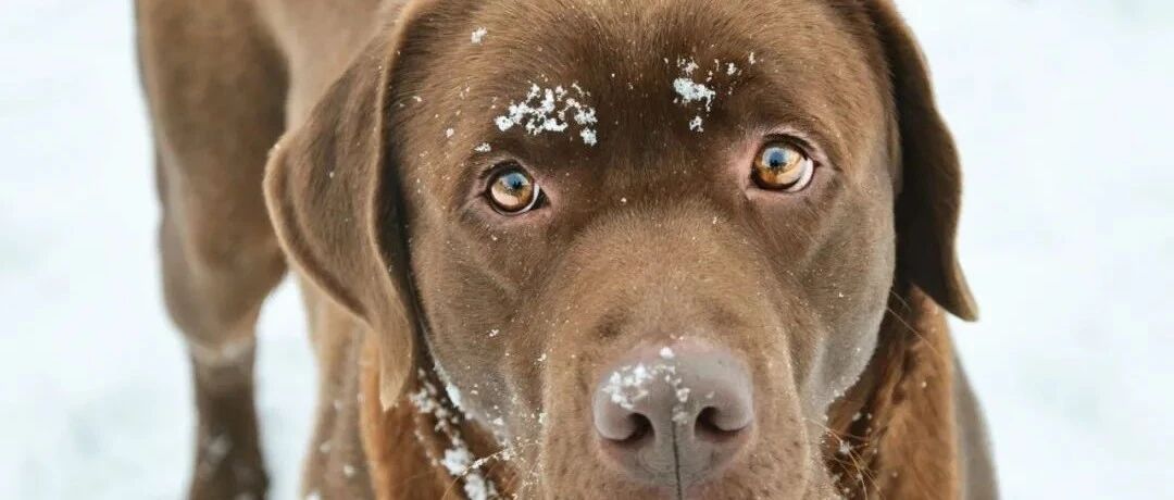 带狗狗滑雪遭遇雪崩活埋，两大学生成功救它狗命！