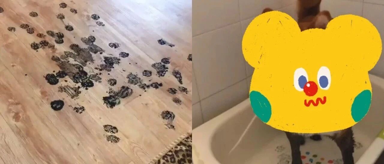 妈回家看到满地黑脚印，结果沿脚印走到浴室竟意外撞见超大只“浣熊”！