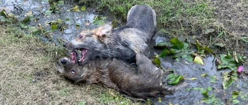 和朋友无情嘲笑有狗在泥潭里疯跑，感叹主人真可怜!下秒惊见熟悉脸庞直接气死!