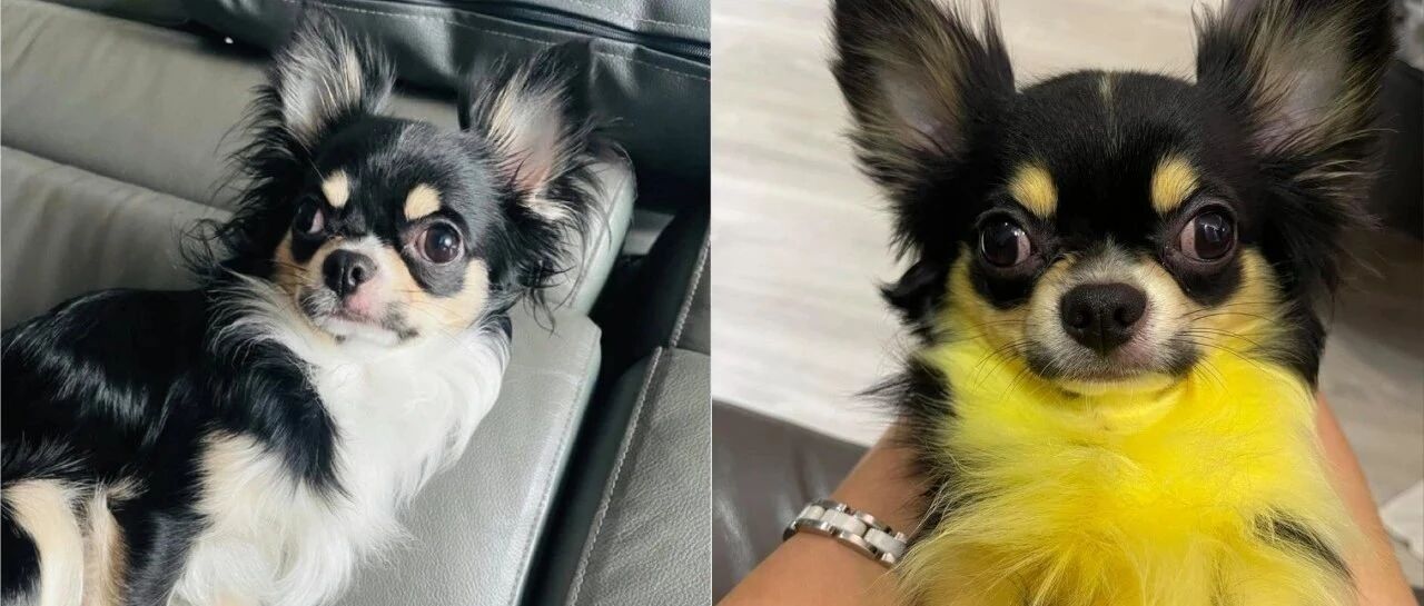 吉娃娃惨被虐待?身体竟被染成黄色，妈赶紧出面解释：这对它有好处!