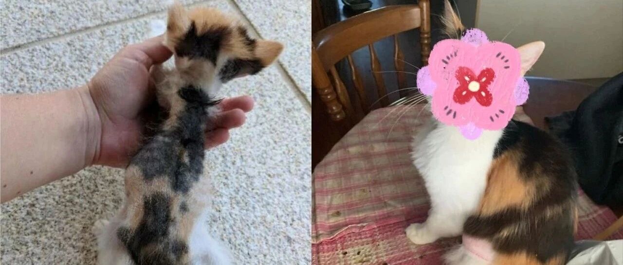 流浪生活太惨!小奶猫为生存只能靠吃猫毛续命，获救后竟开启颜值逆袭!