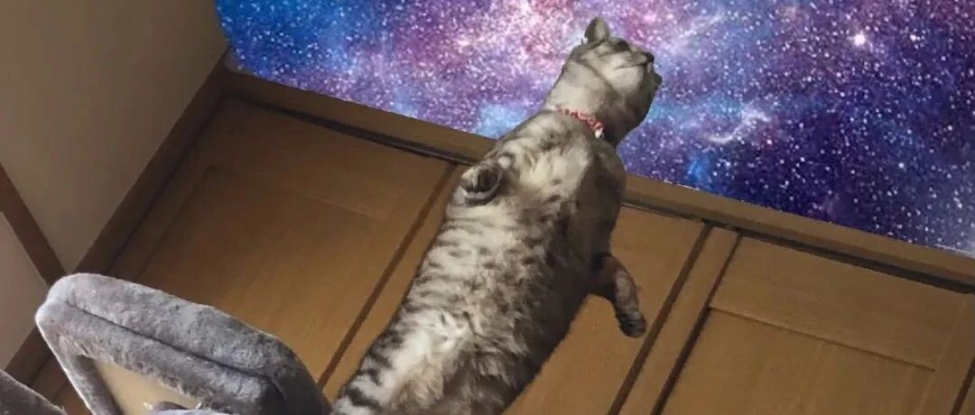 猫咪突展双臂仰望星空，网友：正在和喵星交流！真实原因意想不到