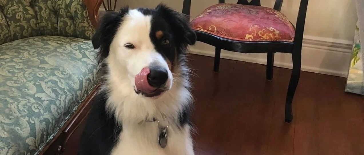 有饼干吃澳牧依旧狂吠不止，店员觉得事有蹊跷，立马提出神问题竟意外破绑架案！