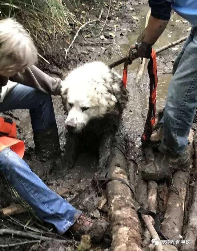大白熊被困沼澤地，而救它的竟然是一只狗...... 萌寵 第13張