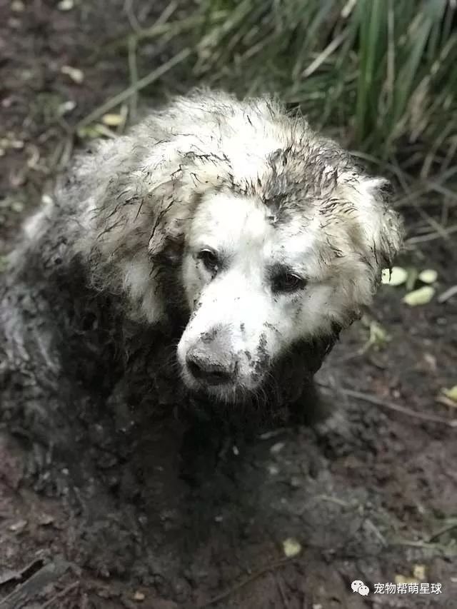 大白熊被困沼澤地，而救它的竟然是一只狗...... 萌寵 第14張