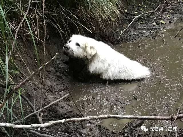 大白熊被困沼澤地，而救它的竟然是一只狗...... 萌寵 第12張