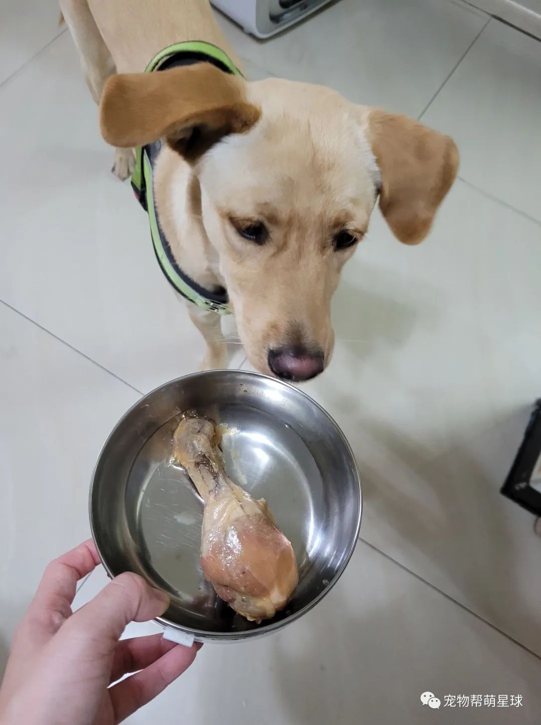 狗狗突然大叫,主人不以为然,但知道事实后她怕了:我该相信你的...-微信头条网 狗狗突然大叫,主人不以为然,但知道事实后她怕了:我该相信你的...