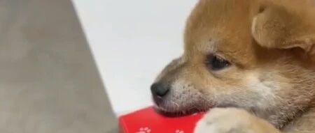 网友竟将总裁放进盒子里？细看原来是小“总柴”....