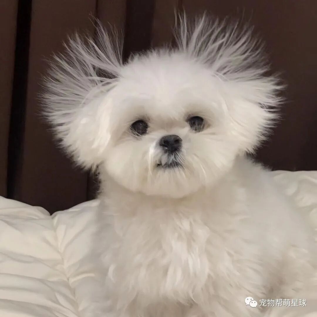 仙女汪一觉睡醒后竟意外拥有"颓废爆炸头"!全网笑翻:被雷击了?