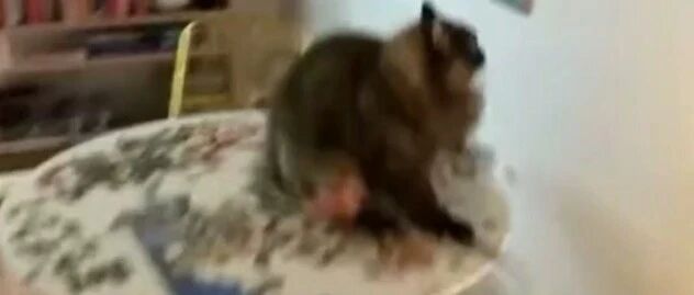 猫咪为捉虫踢翻主人的拼图，几天的心血会毁于一旦！主人都要崩溃了...