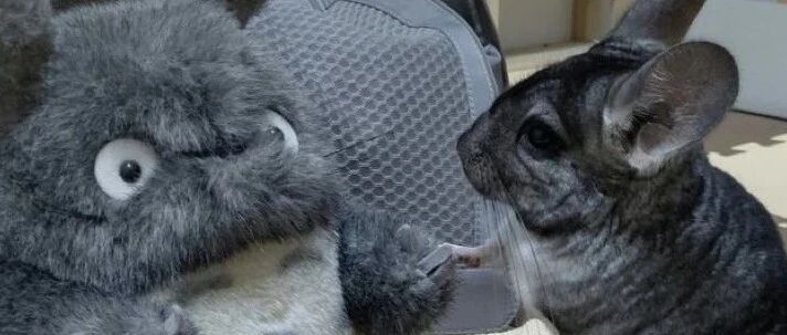 【9.20】龙猫见到自己的复制版本，就和它握上手了？！主人：“不可思议！”