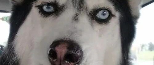 二哈钻进田间，竟然玩出了鲨鱼气质！