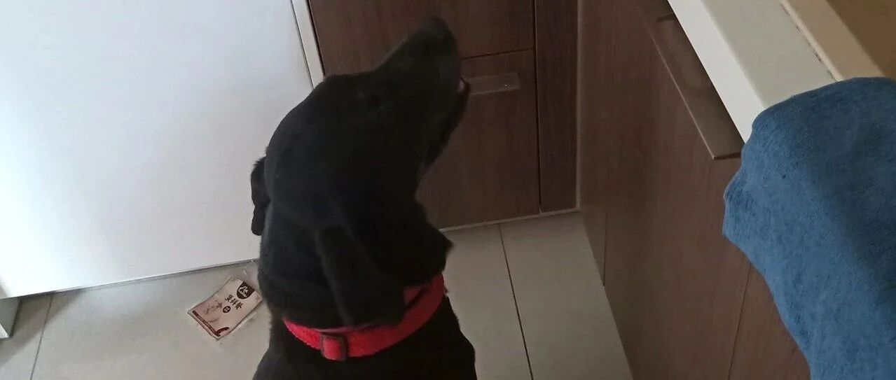 拉布拉多缉毒犬搜到毒品立即坐下，退役后它每天坐厨房猛盯一处吓坏妈！