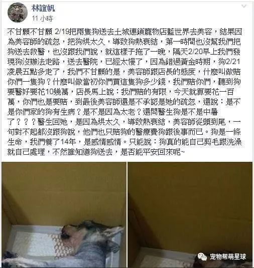 大金毛腳燙傷，包成大豬蹄子……只因為主人一個不起眼的疏忽…… 寵物 第10張