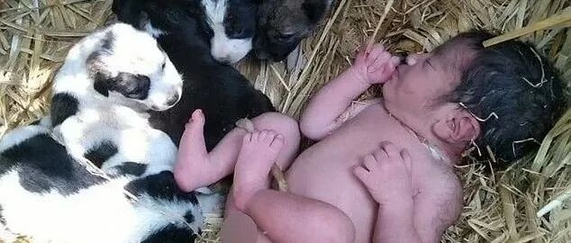 流浪狗妈妈用身体为弃婴取暖，救她一命，母爱太伟大！