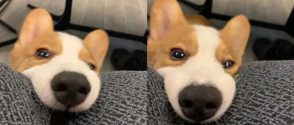 寄养两天！柯基突然满脸委屈冲进爸怀里求安慰，询问店员后才得知爆笑真相…