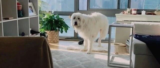 大白熊窗边待30分钟不敢动，妈走近才发现爱犬竟被挟持！